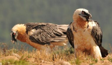 Partakorppikotkien pesistä löytyi yli 600 vuotta vanhoja esineitä