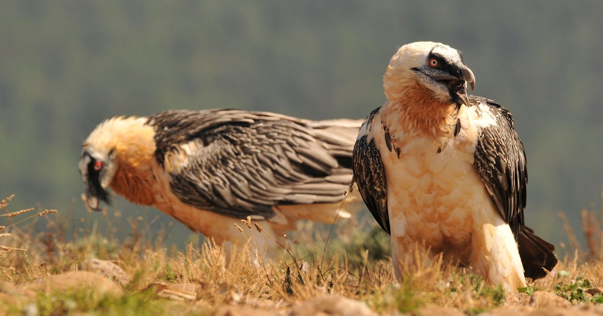 Partakorppikotkien pesistä löytyi yli 600 vuotta vanhoja esineitä