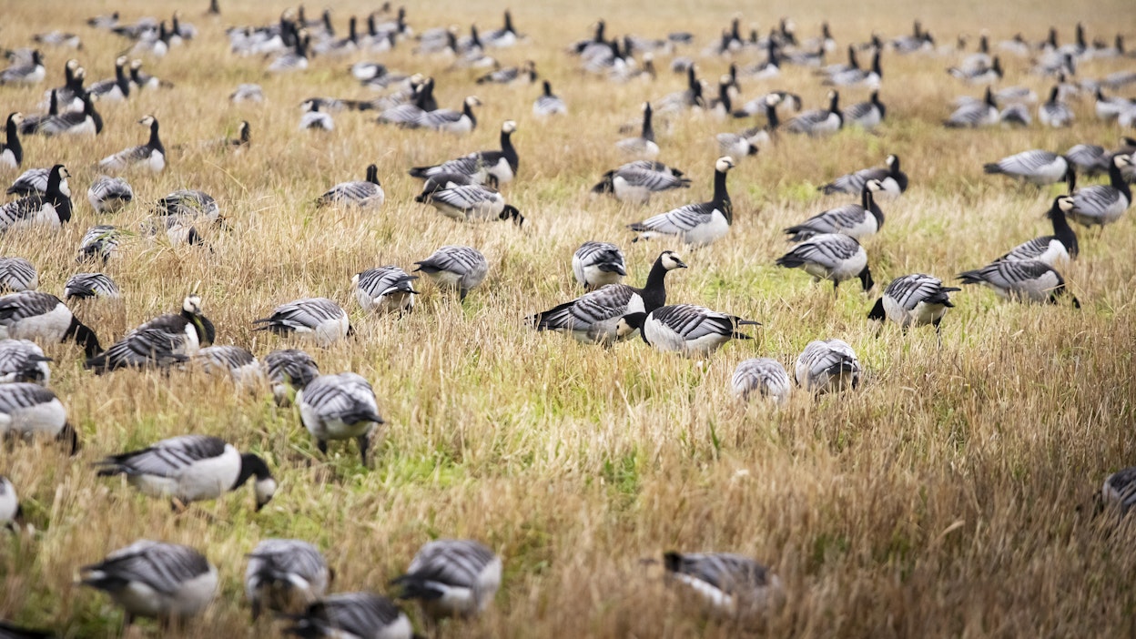 Suurin osa muuttoaallon valkoposkihanhista laskeutui Suomen pelloille.