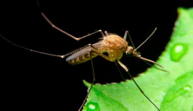 Islannista löytyi ensimmäistä kertaa hyttysiä
