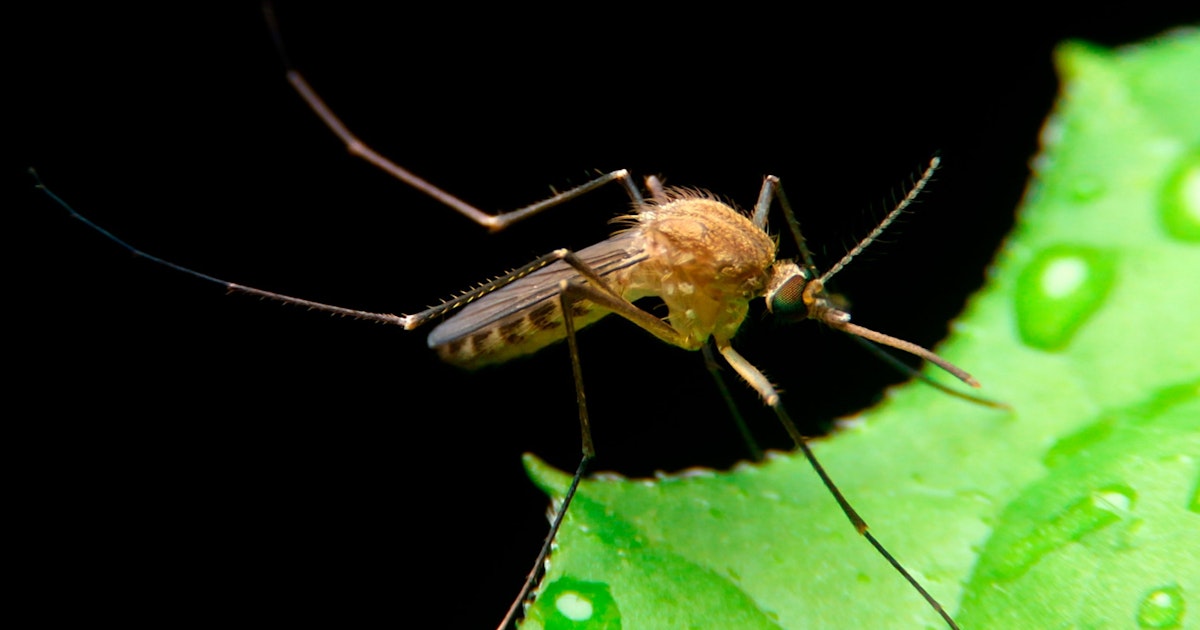 Islannista löytyi ensimmäistä kertaa hyttysiä
