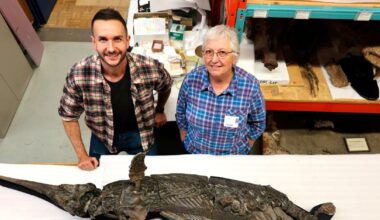 Vuonna 2001 löytynyt Xiphodracon goldencapensis eli Dorsetin miekkalohikäärme pääsi perusteellisiin tutkimuksiin