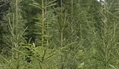 Kuvia vuosikasvuista sekä muutamista pikkulinnuista ja vähän isommistakin