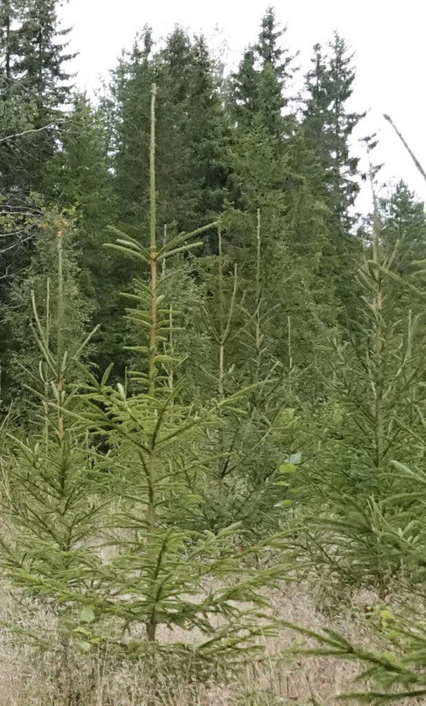 Kuvia vuosikasvuista sekä muutamista pikkulinnuista ja vähän isommistakin