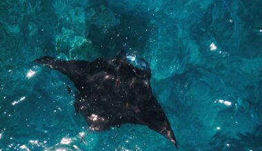 Paholaisrausku voi sukeltaa 1 200 metrin syvyyteen