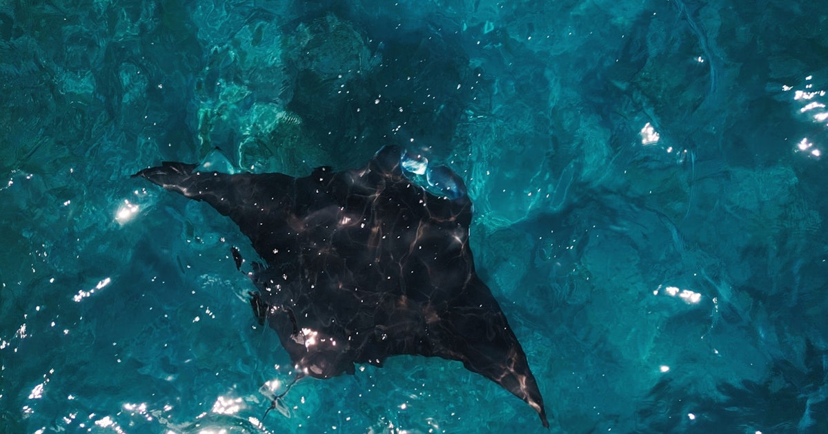 Paholaisrausku voi sukeltaa 1 200 metrin syvyyteen