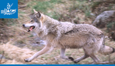 Susikanta on vahvistunut – Siikajokivarressa ainakin neljä reviiriä