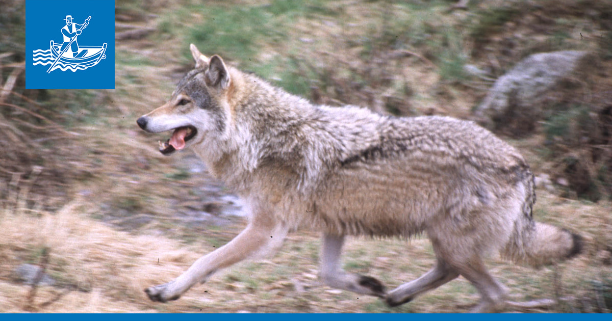 Susikanta on vahvistunut – Siikajokivarressa ainakin neljä reviiriä