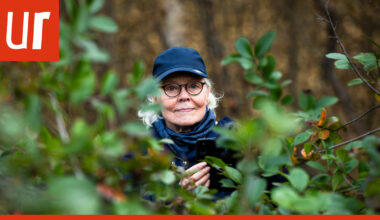 "Kun jotkut ulkoiluttavat koiraa, mie ulkoilutan kännykkää" – rovaniemeläinen Liisa Alanne otti Kesäfoto-kisan voittokuvan kulleroista kauniina suviyönä