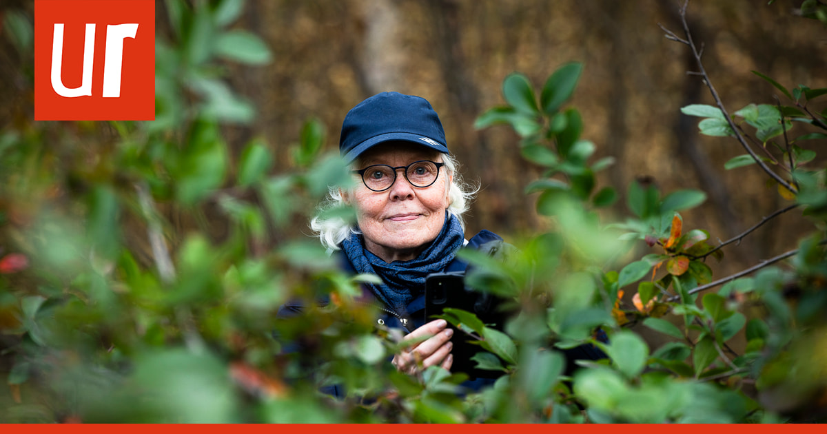 "Kun jotkut ulkoiluttavat koiraa, mie ulkoilutan kännykkää" – rovaniemeläinen Liisa Alanne otti Kesäfoto-kisan voittokuvan kulleroista kauniina suviyönä