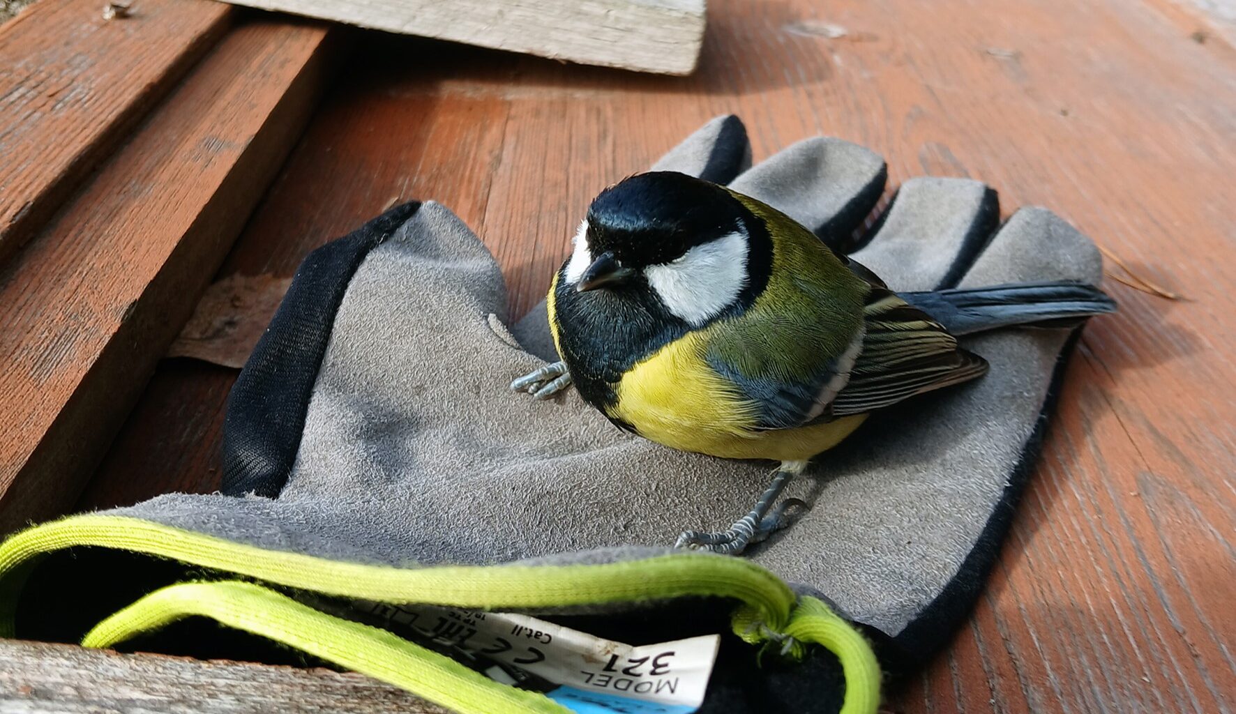 Luonto tuli liki – herkkä kohtaaminen talitintin kanssa - Lukijalta