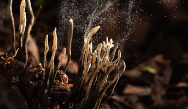 Salaperäiset sienet | Tiedekulma | Helsingin yliopisto