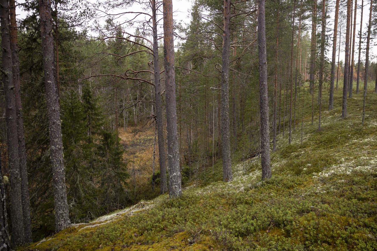 Kulkeminen on nousua ja laskua, välillä uoman pohjalla ja välillä niiden välisen törmän päällä.