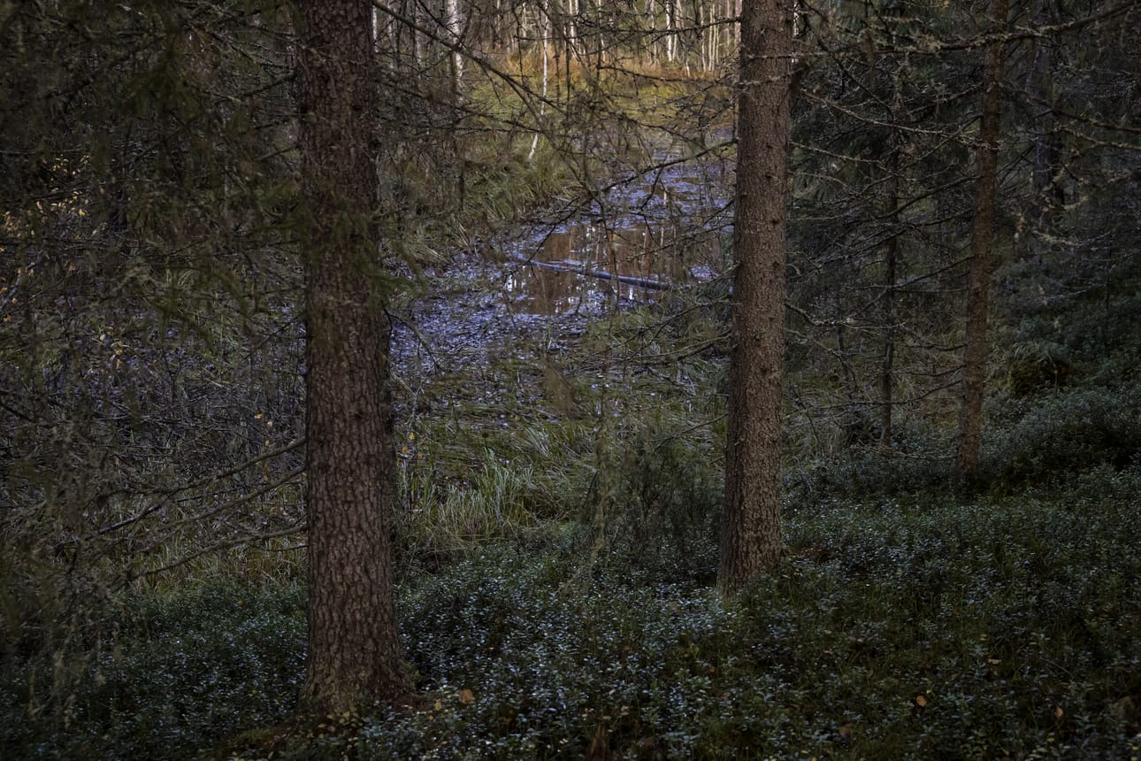 Makkaralammen pinta pilkistää puiden välistä.