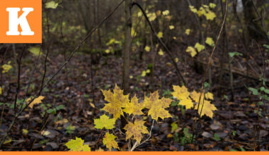 Vaahtera yleistyy vauhdilla Oulun seudulla – Komea ruskaväri paljastaa metsiin levinneet taimet