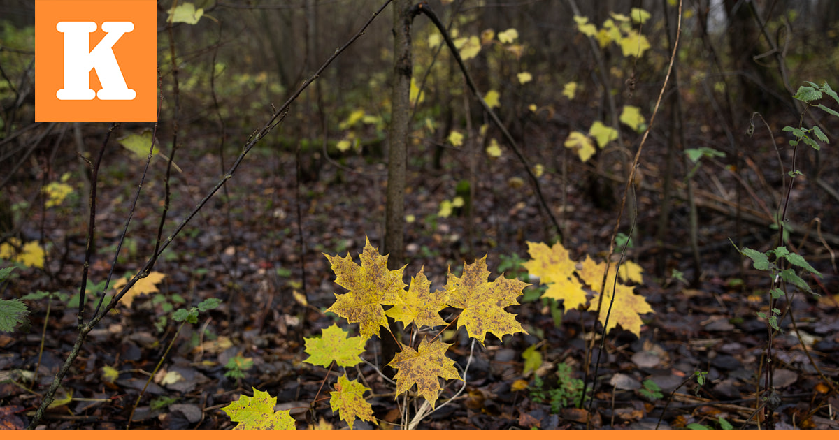Vaahtera yleistyy vauhdilla Oulun seudulla – Komea ruskaväri paljastaa metsiin levinneet taimet