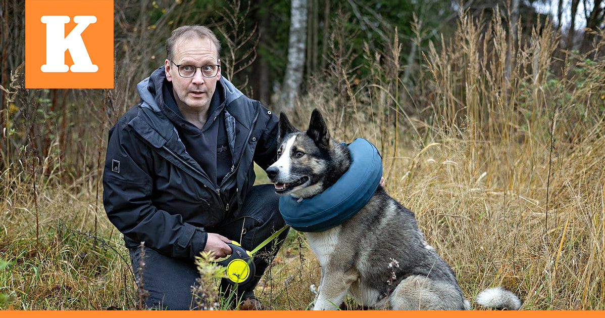 Karhu raateli Koda-koiraa hirvijahdissa – "Kuulin, että siihen sattui"