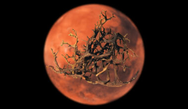 Suomalaiset jäkälät pärjäisivät myös Marsissa