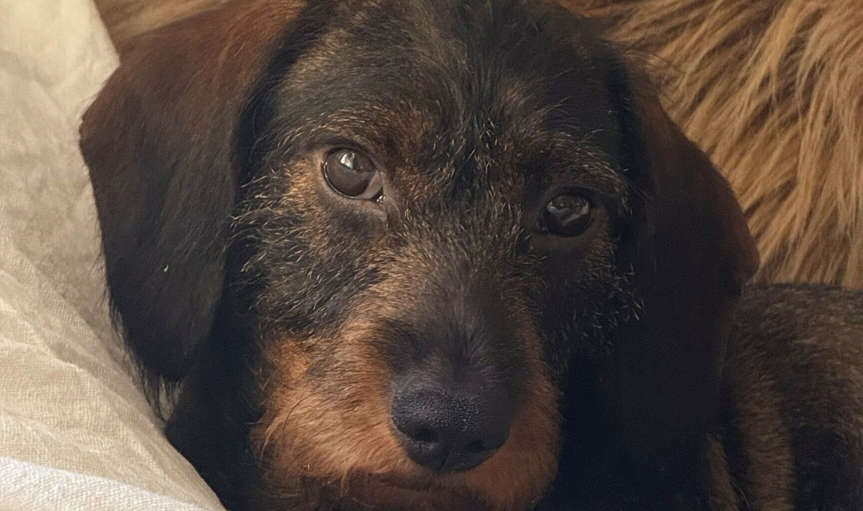 Susi tappoi taas metsästyskoiran | Verkkouutiset