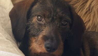 Susi tappoi taas metsästyskoiran | Verkkouutiset