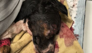 Susi tappoi ajokoiran Kuortaneella | Suomen Metsästäjäliitto ry