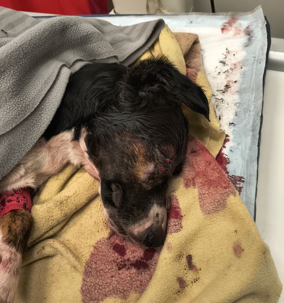 Susi tappoi ajokoiran Kuortaneella | Suomen Metsästäjäliitto ry