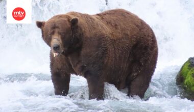 Leukansa murtanut Chunk on vuoden lihavin karhu