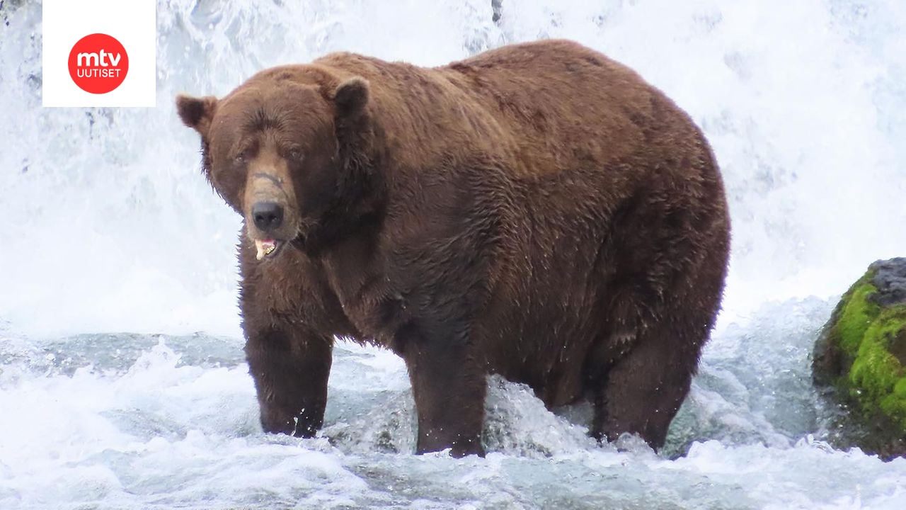Leukansa murtanut Chunk on vuoden lihavin karhu