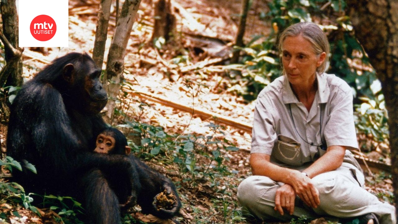 Jane Goodall on kuollut | MTV Uutiset