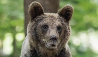 Loukkaantunut karhu liikkeellä, poliisi varoittaa vaarasta