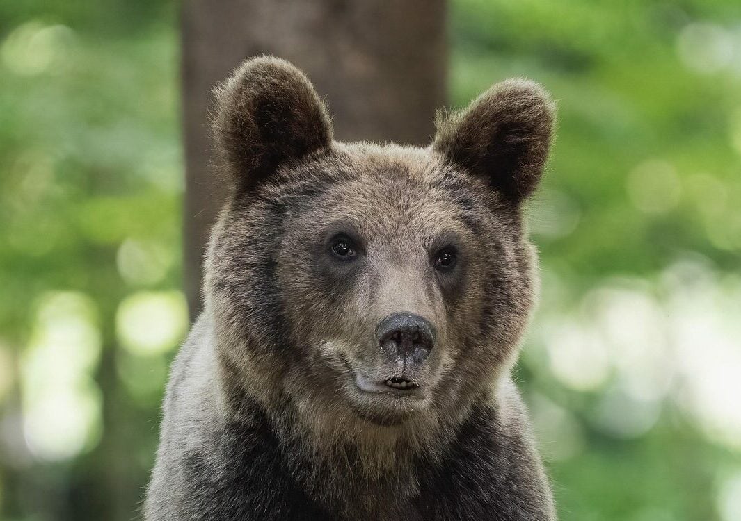 Loukkaantunut karhu liikkeellä, poliisi varoittaa vaarasta