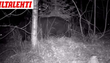 Janin riistakameraan tallentui jotain hämmentävää – ”Ei ole käynyt mielessäkään, että voisi olla siellä”