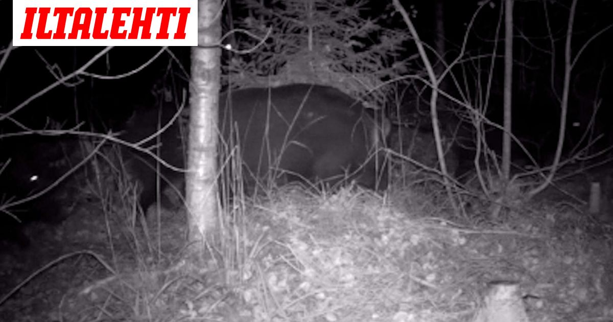 Janin riistakameraan tallentui jotain hämmentävää – ”Ei ole käynyt mielessäkään, että voisi olla siellä”