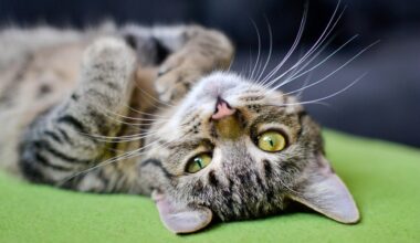 Kissa aiheutti lähes 7400 euron laskun, lautakunnalta kova päätös