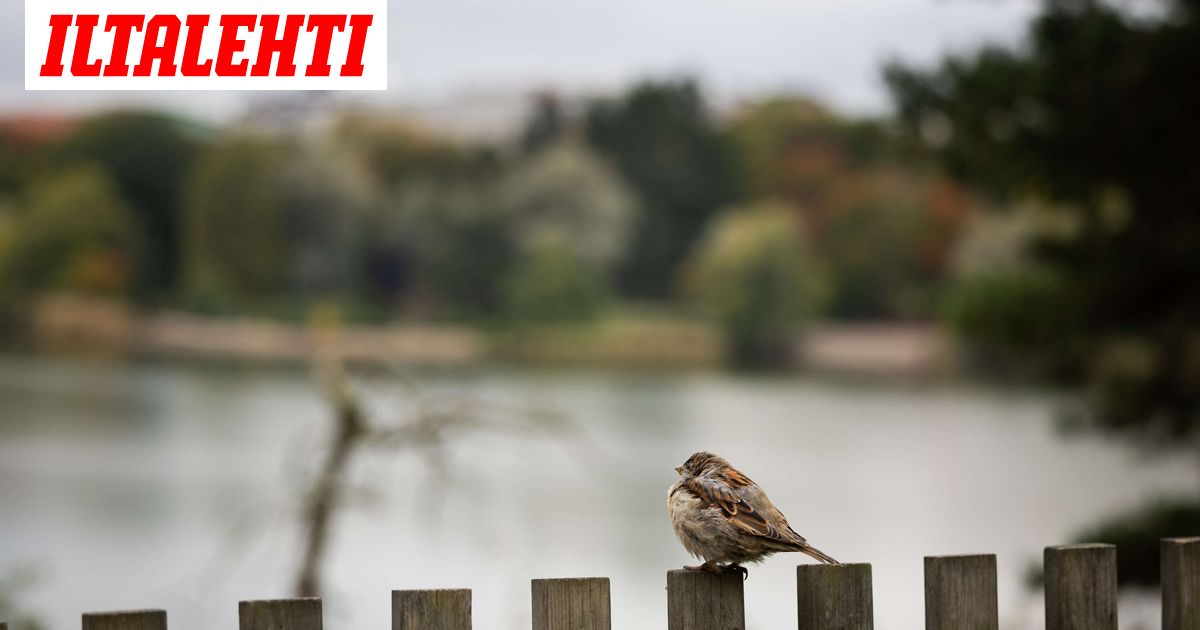 Talvi uhkaa iskeä syyslomalla - Iltalehti