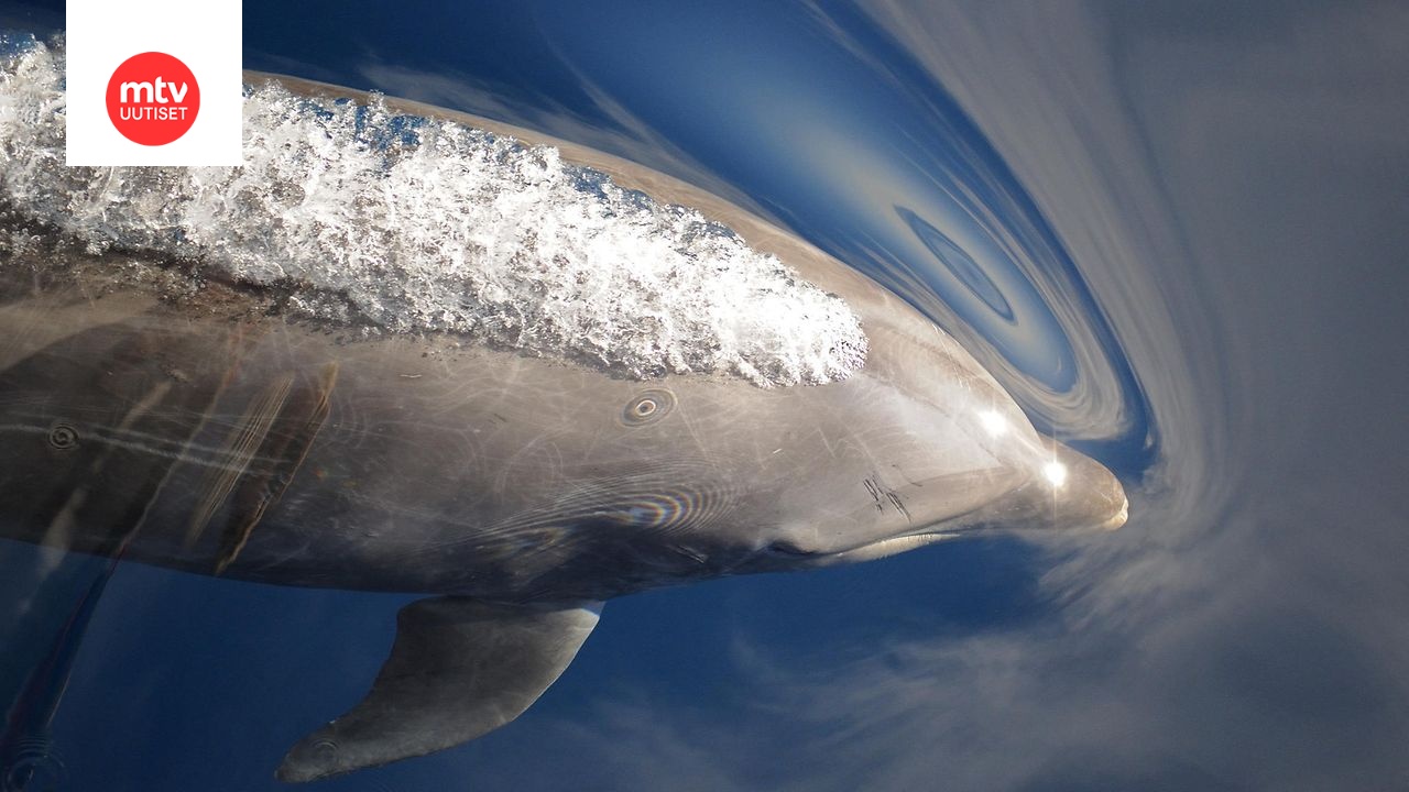 Suomalaisten suosimalla Teneriffalla emämunaus – turisteja uhkaavat jättisakot