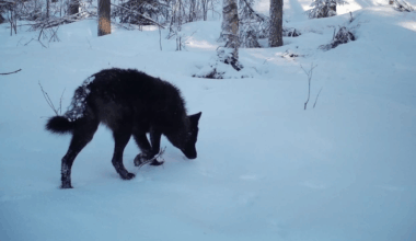 Koirasusia tunnistettu 19 kappaletta viimeisen vuoden aikana – yksi näistä näkyy videolla - Maaseudun Tulevaisuus