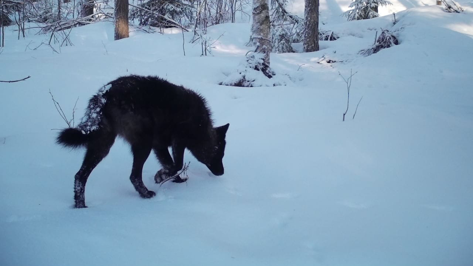 Koirasusia tunnistettu 19 kappaletta viimeisen vuoden aikana – yksi näistä näkyy videolla - Maaseudun Tulevaisuus