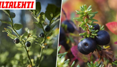 Ikävä uutinen mustikasta - Iltalehti