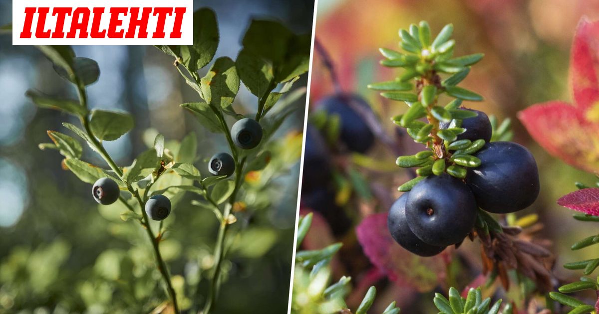 Ikävä uutinen mustikasta - Iltalehti