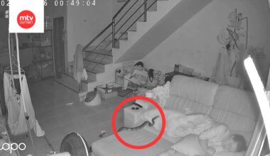 Nainen luuli päällään ollutta käärmettä kissaksi