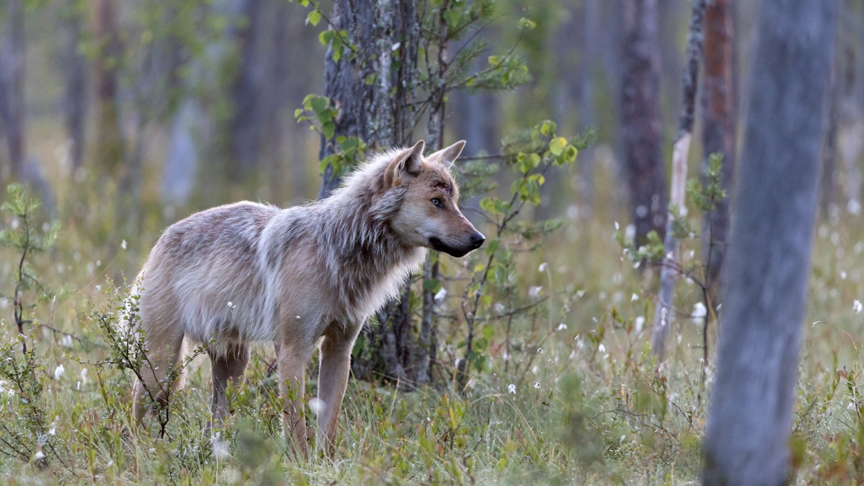 Takautuvasta päivittymisestä huolimatta susikanta on kasvanut voimakkaasti vuoden aikana, todetaan Luken kirjoituksessa.