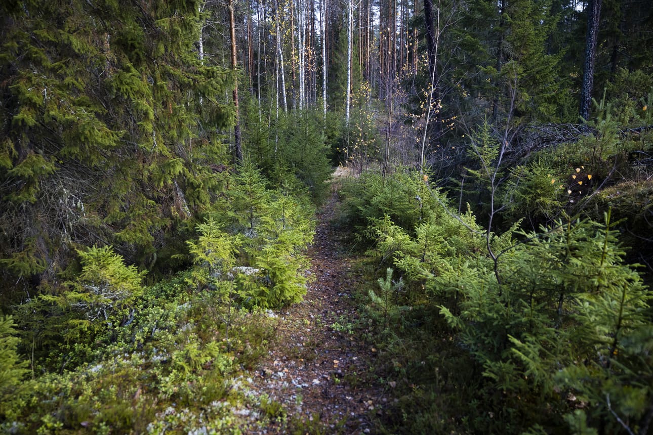 Geodiversiteetti tarkoittaa elottoman luonnon monimuotoisuutta ja biodiversiteetti elollisen luonnon monimuotoisuutta. Yhdessä nämä sekä ilmasto muodostavat koko luonnon monimuotoisuuden.