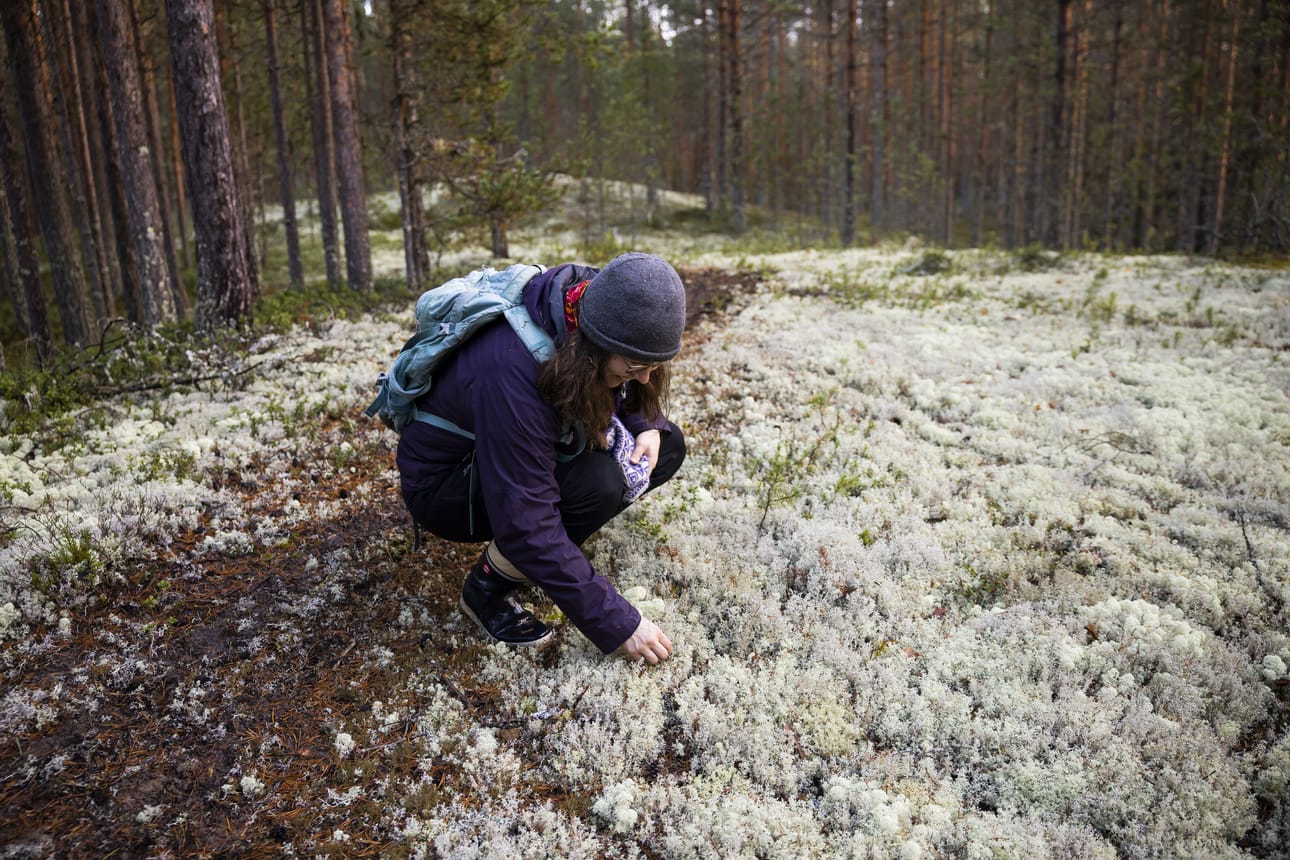 Henriikka Salminen tarkastelee ylhäällä kasvavia jäkäliä.