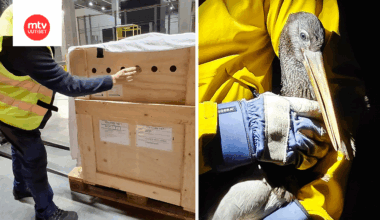 Nälkiintynyt Harald-mustahaikara palautettiin Espanjaan | MTV Uutiset