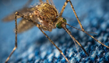 Hyttysten levittämä virustauti leviää Aasiassa