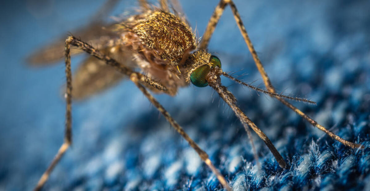 Hyttysten levittämä virustauti leviää Aasiassa