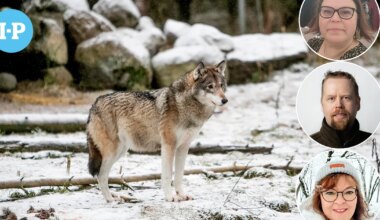Metsästäjäliitto: Suden metsästykselle perusteita pohjalaismaakunnissa – Luonnonsuojelupiiri nimeää yhden erityisen uhkan susireviireille - Ilkka-Pohjalainen