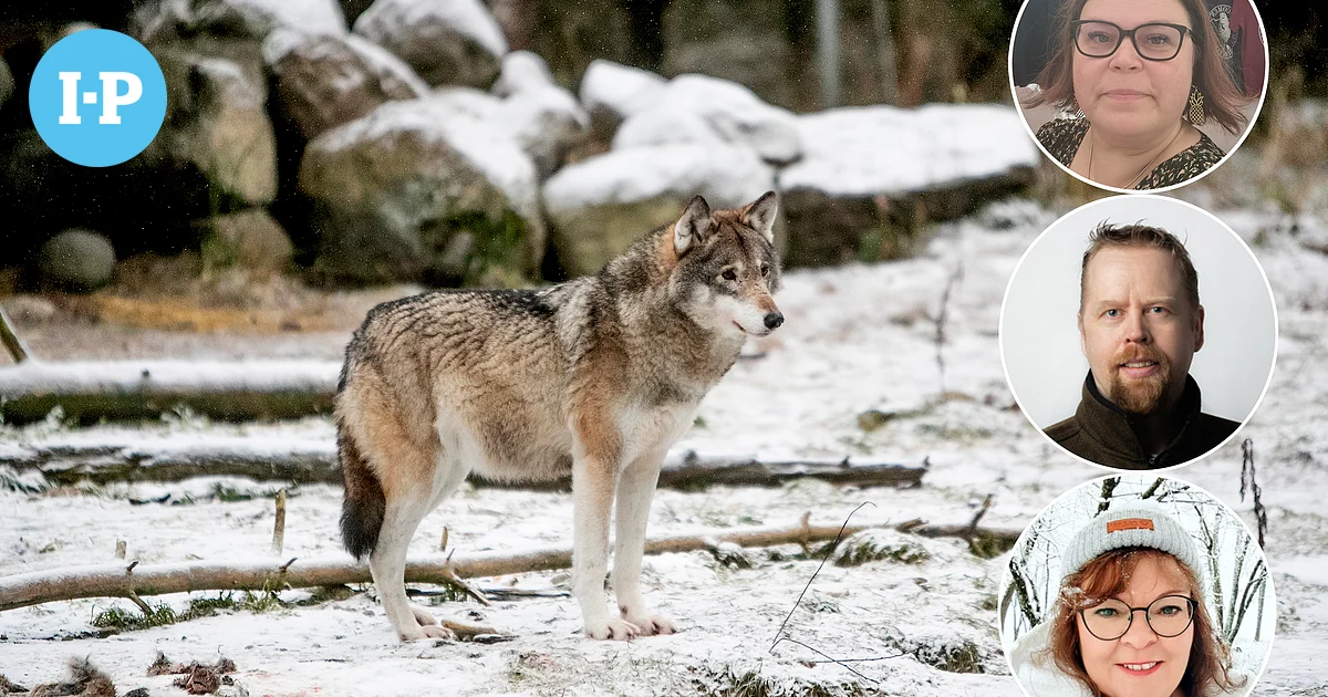 Metsästäjäliitto: Suden metsästykselle perusteita pohjalaismaakunnissa – Luonnonsuojelupiiri nimeää yhden erityisen uhkan susireviireille - Ilkka-Pohjalainen