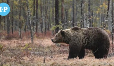 Loukkaantunut karhu liikkuu Alajärven Hoiskossa – Vältä tätä aluetta